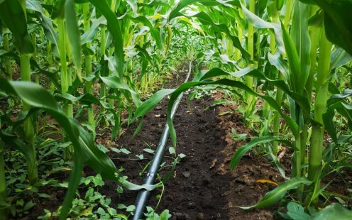 corn irrigation Ro