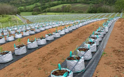Complete-Solution-for-Blueberry-Irrigation