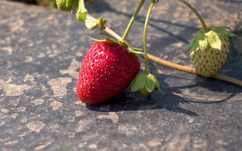 Pipelife-flat-drip-field-strawberry-mulching-ripe