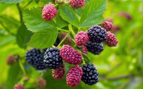 Pipelife-flat-drip-line-blackberries-Russia