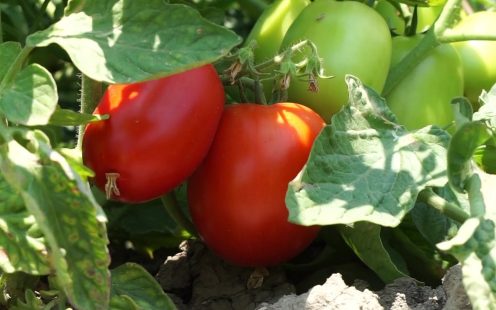 Pipelife-flat-drip-field-tomatoes