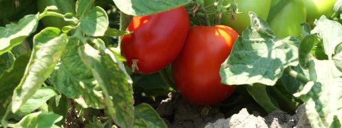 Pipelife-flat-drip-field-tomatoes