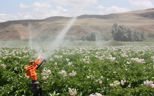 Sprinkler Irrigation on Field