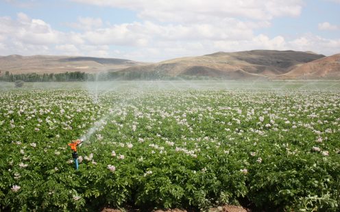 Pipelife-sprinkler-in-crops