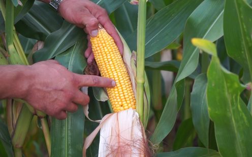 Pipelife-flat-drip-corn-ripe