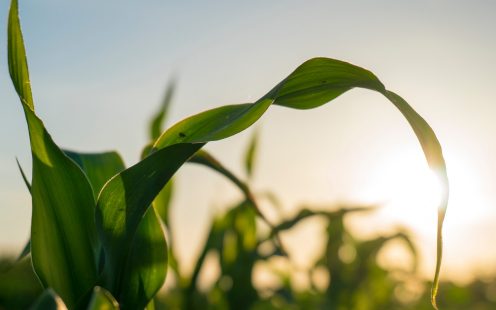 a corn in the sunset